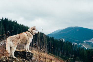 Sibirya husky köpek dağlarda