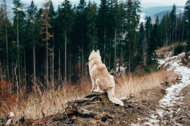Sibirya husky köpek dağlarda