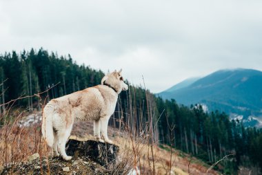 Sibirya husky köpek dağlarda