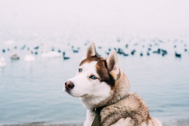 Sibirya husky köpek deniz, kuş arka plan üzerinde oturuyor. tahıl ile filtre uygulanmış görüntü
