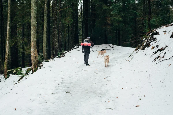 Manliga vandring med siberian husky hundar i bergen — Stockfoto