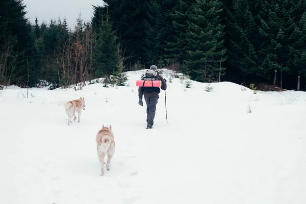 Manliga vandring med siberian husky hundar i bergen — Stockfoto