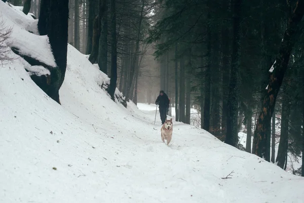 Туризм с сибирской собакой в горах — стоковое фото