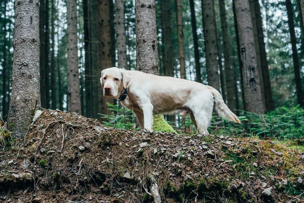 Labrador dog walking in mountain forest — Stock Photo, Image