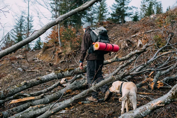 Человек ходит в лес с собакой-лабрадором — стоковое фото