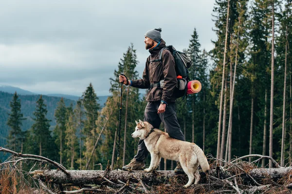 Πεζοπόρος με Σιβηρικό γεροδεμένο σκυλί που βλέπουν όμορφη θέα στα βουνά — Φωτογραφία Αρχείου