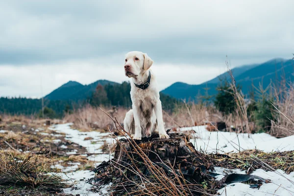 Perro labrador sentado en la cumbre en las montañas — Foto de Stock