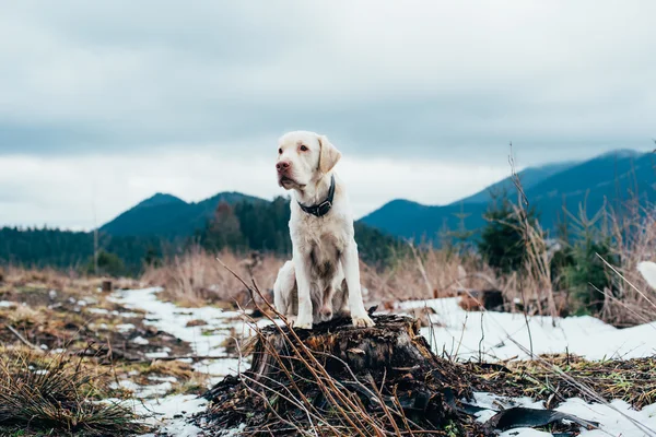 Perro labrador sentado en la cumbre en las montañas —  Fotos de Stock