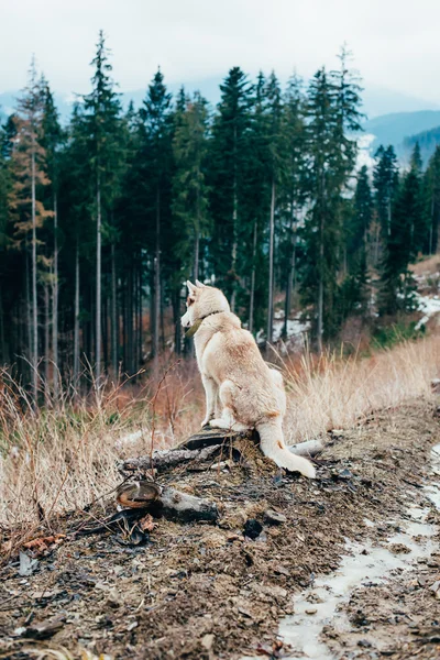 Pies husky syberyjski w górach — Zdjęcie stockowe