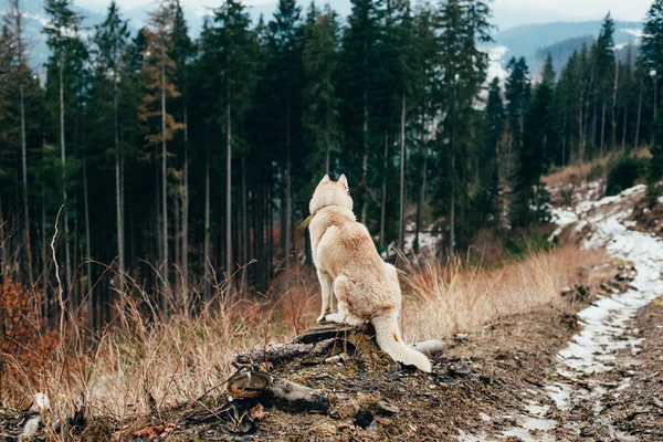Сибирская хаски-собака в горах — стоковое фото