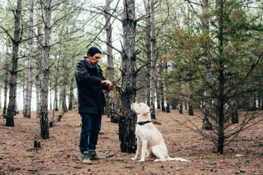 labrador köpek ormanda yürüyen adam