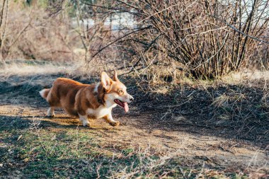 ormanda yürüyüş Galce corgi köpek