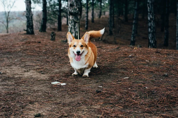 ウェルシュ ・ コーギー ・犬の散歩 — ストック写真