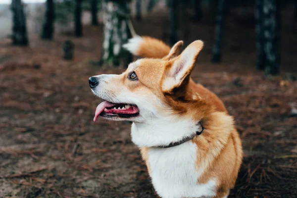 Welsh corgi kutya séta az erdőben — Stock Fotó