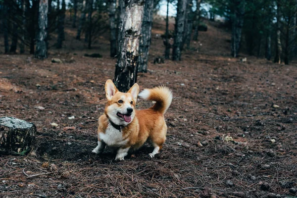 Walijski corgi pies chodzić w lesie — Zdjęcie stockowe