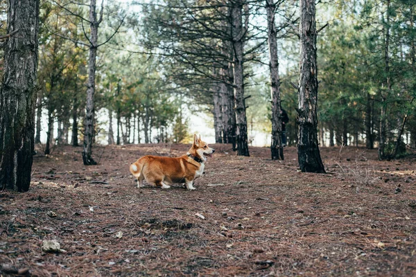 Welsh corgi hond wandelen in het woud — Stockfoto