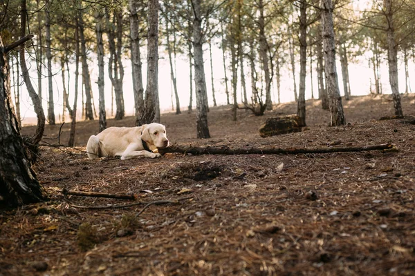 Собака-лабрадор играет с палкой в лесу — стоковое фото