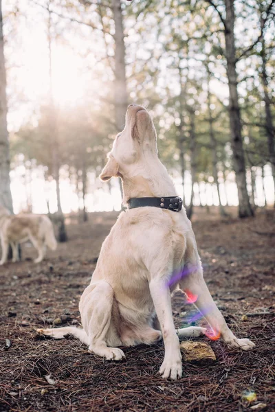 Pies Labrador gra kijem w drewnie — Zdjęcie stockowe
