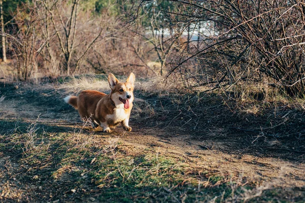 Welsh corgi kutya séta az erdőben — Stock Fotó