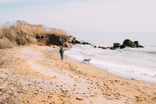 Hombre jugando con perro labrador en la playa — Foto de Stock