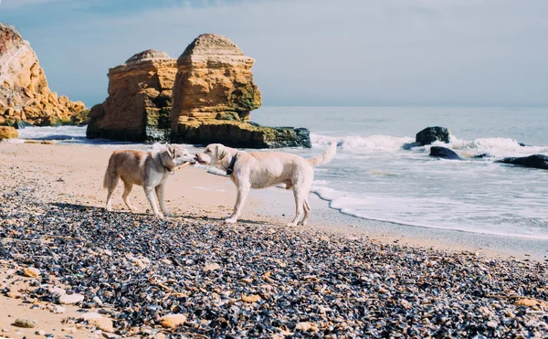 Сибірський хаскі собака і лабрадор грають з палицею на пляжі — стокове фото