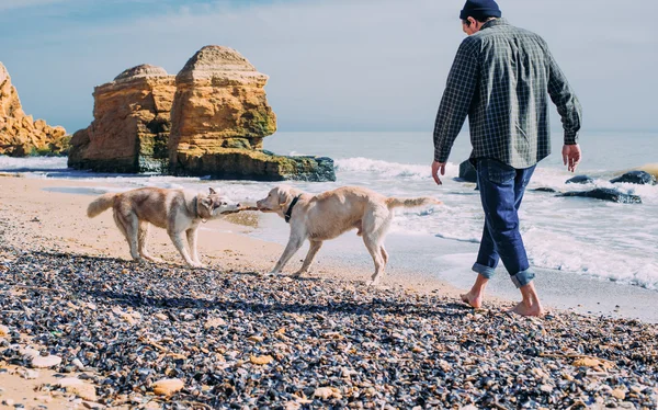 Чоловік гуляє з сестринським хаскі і лабрадорським собакою на пляжі — стокове фото