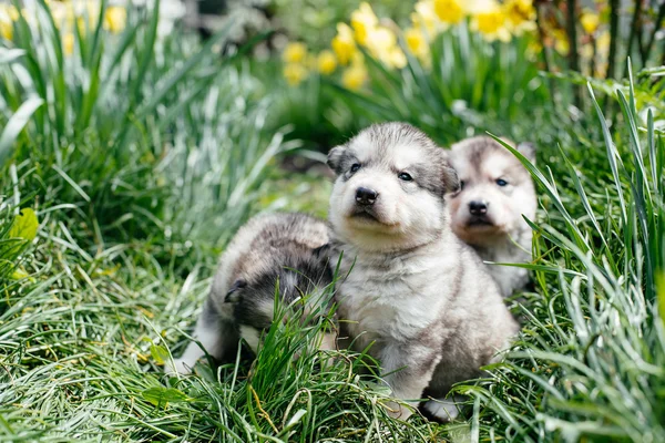 Alaskan malamute hundvalp spelar — Stockfoto