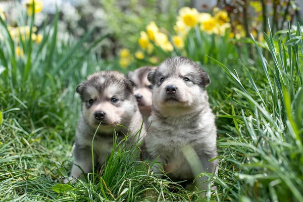 Alasca malamute filhotes — Fotografia de Stock