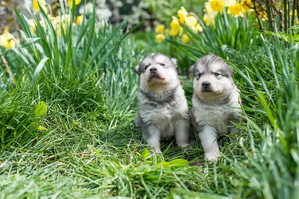 Alaskan malamute hundvalp — Stockfoto