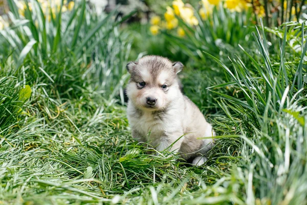 Liten alaskan malamute hundvalp — Stockfoto