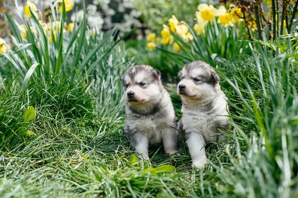 Από την Αλάσκα malamute κουτάβια — Φωτογραφία Αρχείου