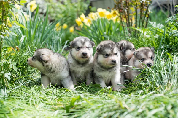 Alaskan malamute hundvalp — Stockfoto