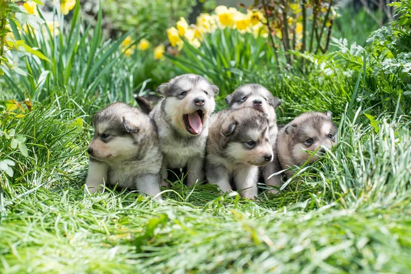 Alaskan malamute hundvalp — Stockfoto