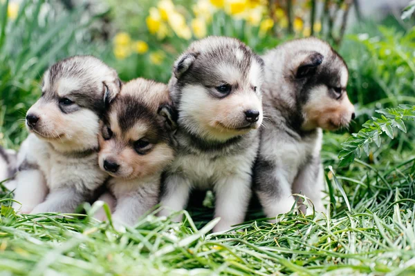 Cachorros malamute de Alaska — Foto de Stock