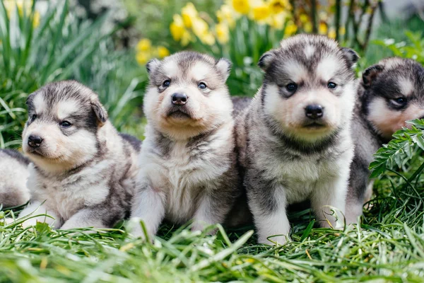 Alasca malamute filhotes — Fotografia de Stock