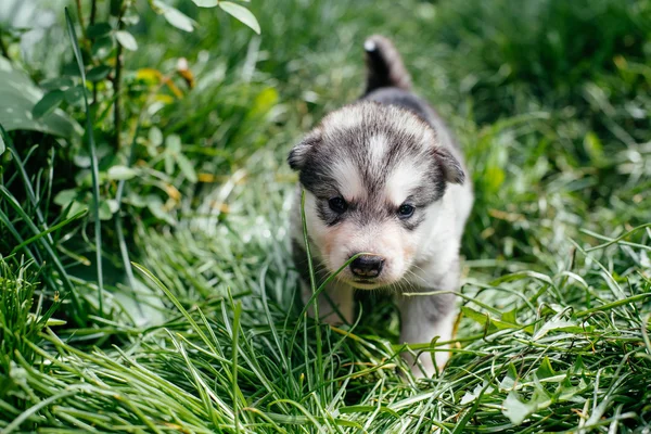 Pequeño cachorro malamute de Alaska — Foto de Stock
