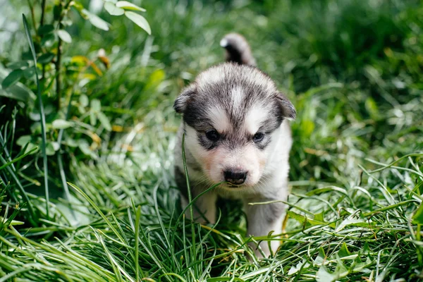 Liten alaskan malamute hundvalp — Stockfoto