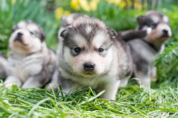 Cachorros malamute de Alaska —  Fotos de Stock