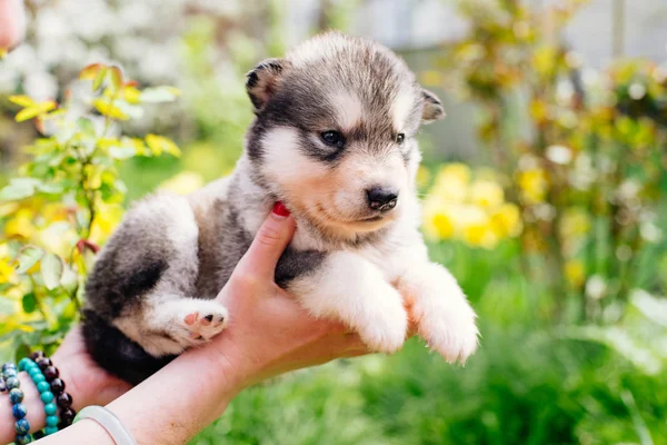 Yavru köpek tutan kadın — Stok fotoğraf