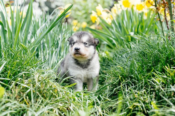 Aljašský malamut štěně — Stock fotografie