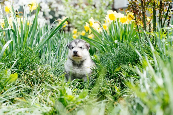 Pequeño cachorro malamute de Alaska — Foto de Stock