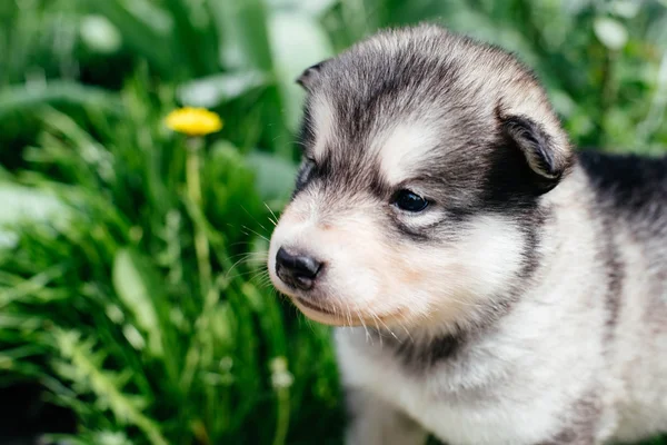 Liten alaskan malamute hundvalp — Stockfoto