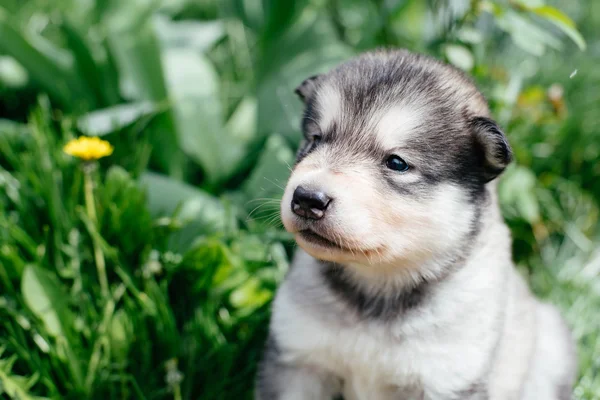 Pequeño cachorro malamute de Alaska —  Fotos de Stock