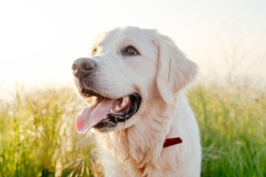 Labrador köpek çim