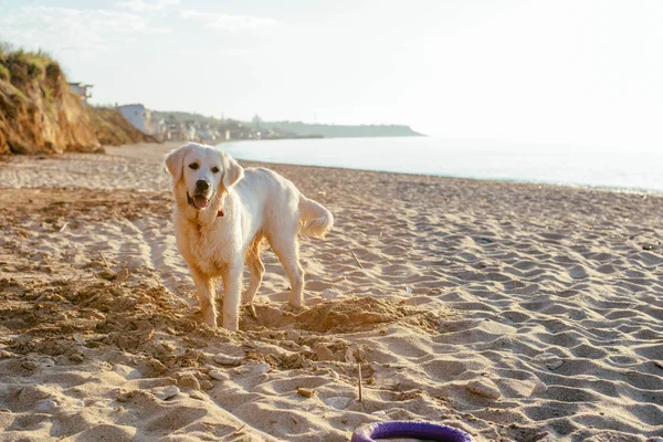 浜辺のラブラドール犬 — ストック写真