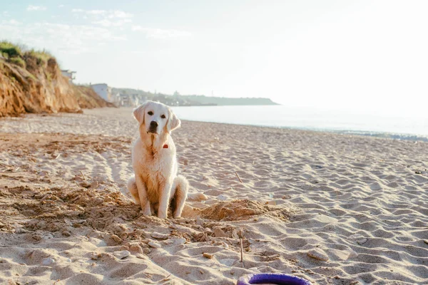浜辺のラブラドール犬 — ストック写真