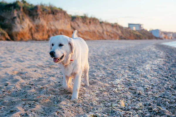 Labrador cane sulla spiaggia — Foto Stock