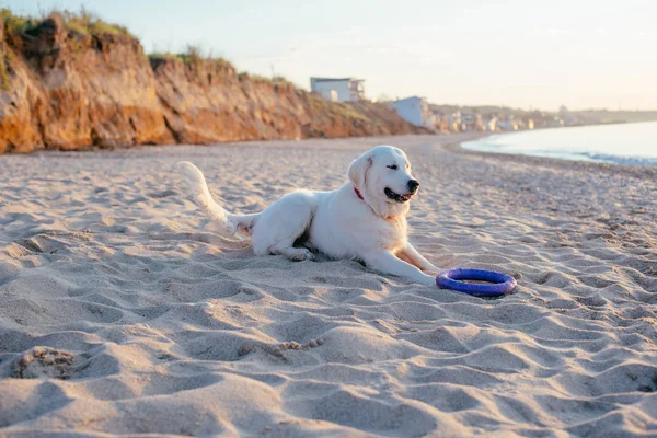 Labrador cão na praia — Fotografia de Stock