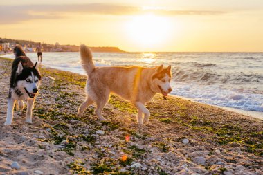 Kumsalda oynarken köpekler