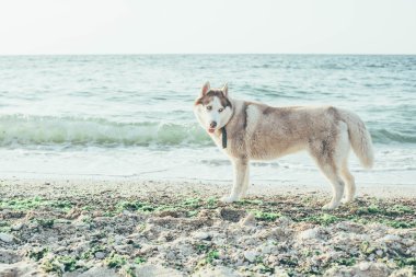 Husky köpek sahilde 